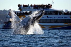 Sydney whale watching